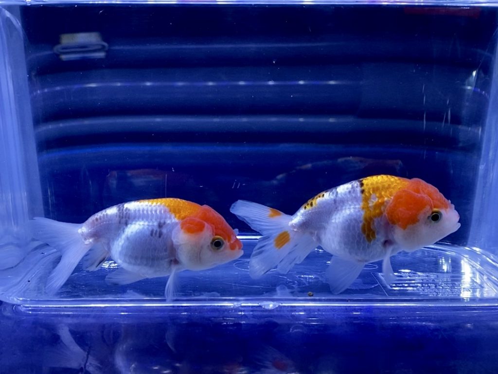 金魚の水換え頻度とは Aquashop Arrange アクアショップ アレンジ