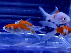 金魚の健康チェックの方法 食欲 ヒレ 外傷 ３ポイントとは Aquashop Arrange アクアショップ アレンジ