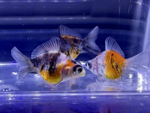金魚が暴れるように泳ぐ 奇行の原因や対処方法とは 病気 飼い方の注意点など Aquashop Arrange アクアショップ アレンジ