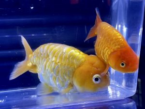 金魚を長生きさせるコツ方法とは らんちゅうは短命 Aquashop Arrange アクアショップ アレンジ