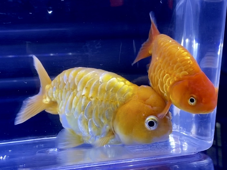 【金魚】売ってる金魚は何歳なの？年齢のメリット、デメリット？