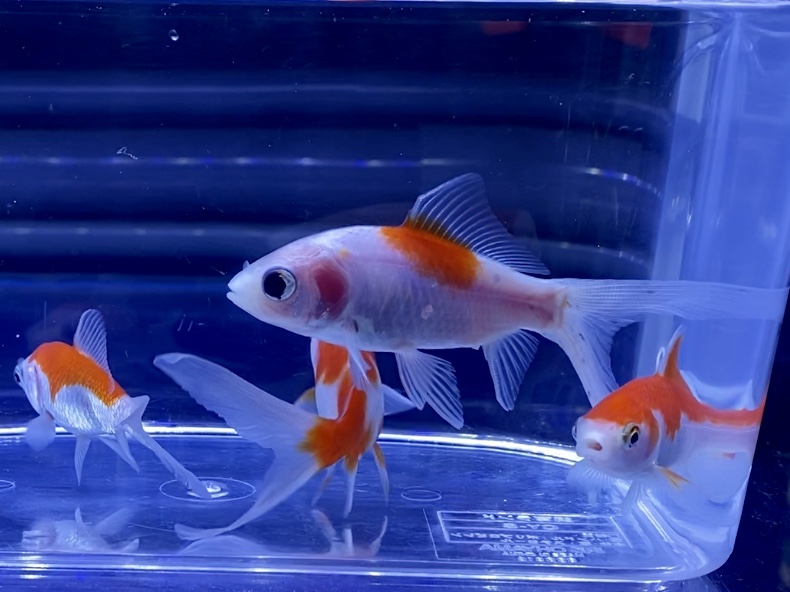 金魚を酸素なしで飼う方法 金魚鉢 睡蓮鉢は 水草で酸素補給は Aquashop Arrange アクアショップ アレンジ