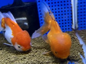 金魚 こんな季節にもイカリムシ現る 薬で治ることがモチベーション Aquashop Arrange アクアショップ アレンジ