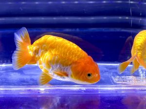 金魚 いじくらない水槽って強い 飼い方は自由で正解も変わるもの Aquashop Arrange アクアショップ アレンジ
