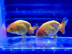 金魚にコケ取り用の生体は入れる方法 混泳ngな組み合わせとは Aquashop Arrange アクアショップ アレンジ