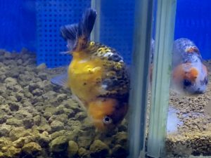 金魚が頭を下にして泳ぐのは状態 逆立ち泳ぎとは 飼育 病気治療 Aquashop Arrange アクアショップ アレンジ