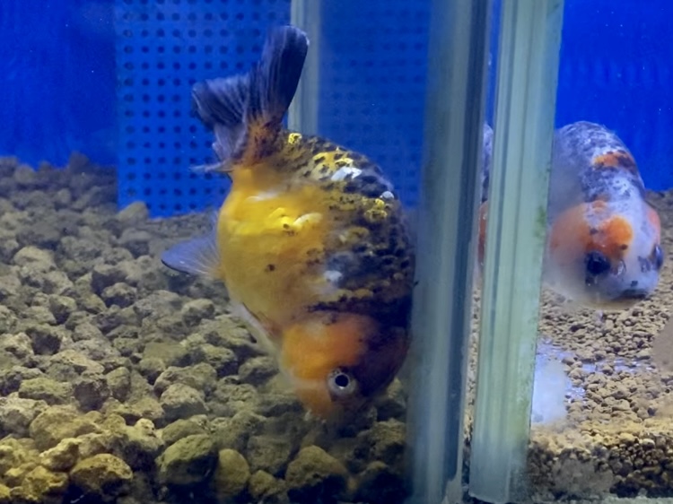 金魚 治療後の飼育水はどうする どうしても白点病を繰り返してしまう時には Aquashop Arrange アクアショップ アレンジ