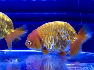 金魚 Ledライトは飼育に必要なのか 照明問題と選び方とは Aquashop Arrange アクアショップ アレンジ