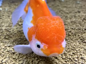 金魚が暴れるように泳ぐ 奇行の原因や対処方法とは 病気 飼い方の注意点など Aquashop Arrange アクアショップ アレンジ