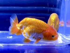 はじめての金魚の塩浴 塩分濃度調整 やり方 塩の量や動かなくなる理由とは パート Aquashop Arrange アクアショップ アレンジ