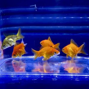 金魚 だるま琉金が上手く飼えない時の注意点やポイントとは Aquashop Arrange アクアショップ アレンジ