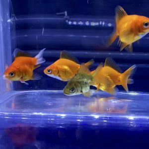 金魚を酸素なしで飼う方法 金魚鉢 睡蓮鉢は 水草で酸素補給は Aquashop Arrange アクアショップ アレンジ