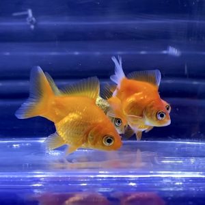 丈夫で飼いやすい丸物金魚とは Aquashop Arrange アクアショップ アレンジ
