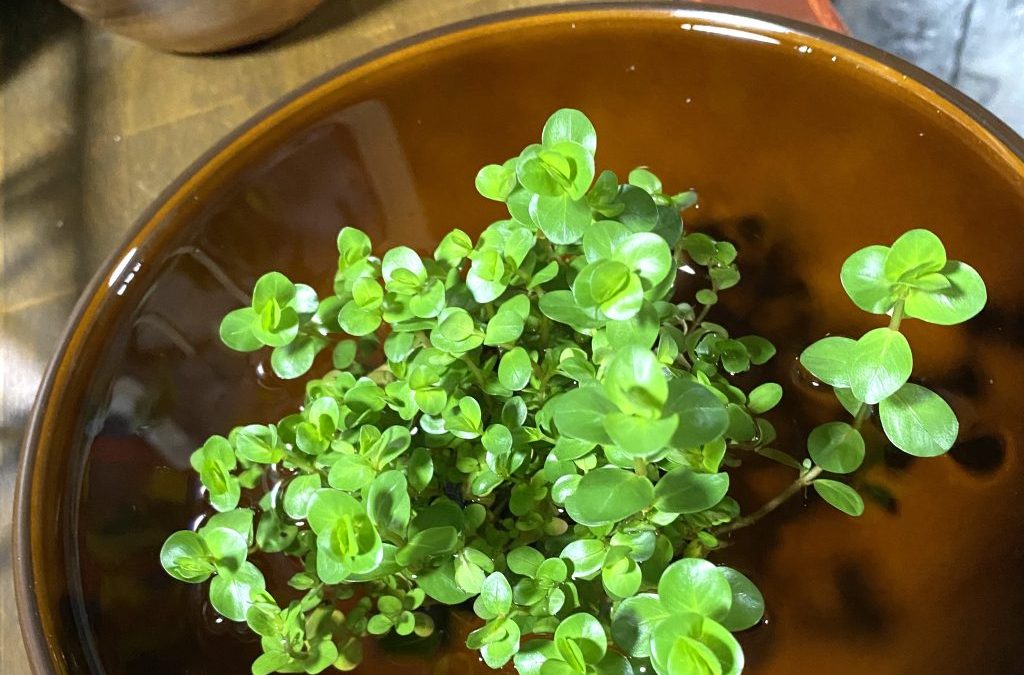 水上で水草の葉が茶色くなる原因とは。意外と難しい『侘び草』の水上育成。